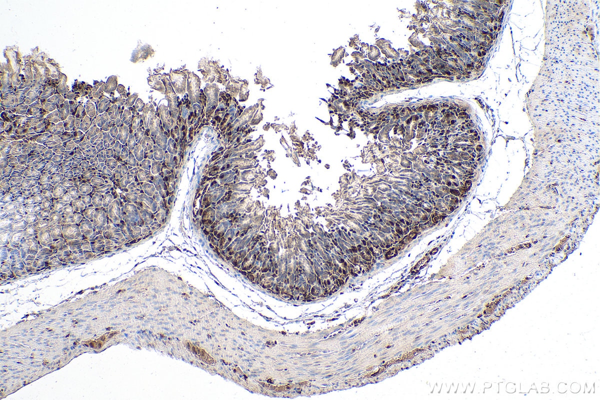Immunohistochemistry (IHC) staining of mouse stomach tissue using PSMB8 Monoclonal antibody (66759-1-Ig)