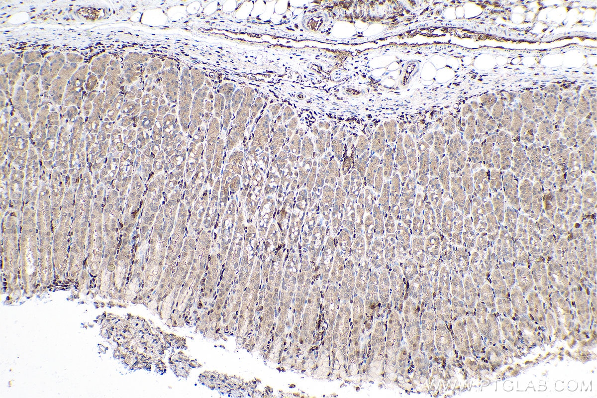 IHC staining of rat stomach using 66759-1-Ig