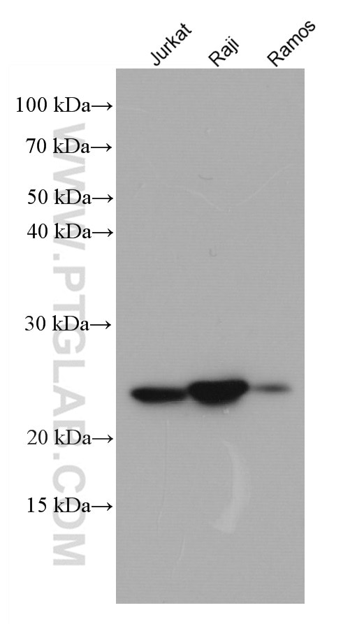 Western Blot (WB) analysis of various lysates using PSMB8 Monoclonal antibody (66759-1-Ig)