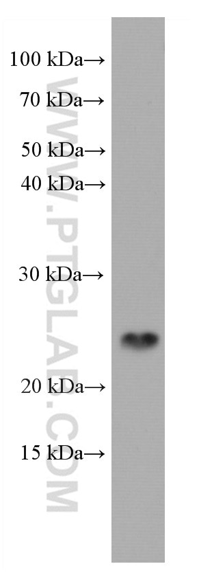 Western Blot (WB) analysis of HSC-T6 cells using PSMB8 Monoclonal antibody (66759-1-Ig)