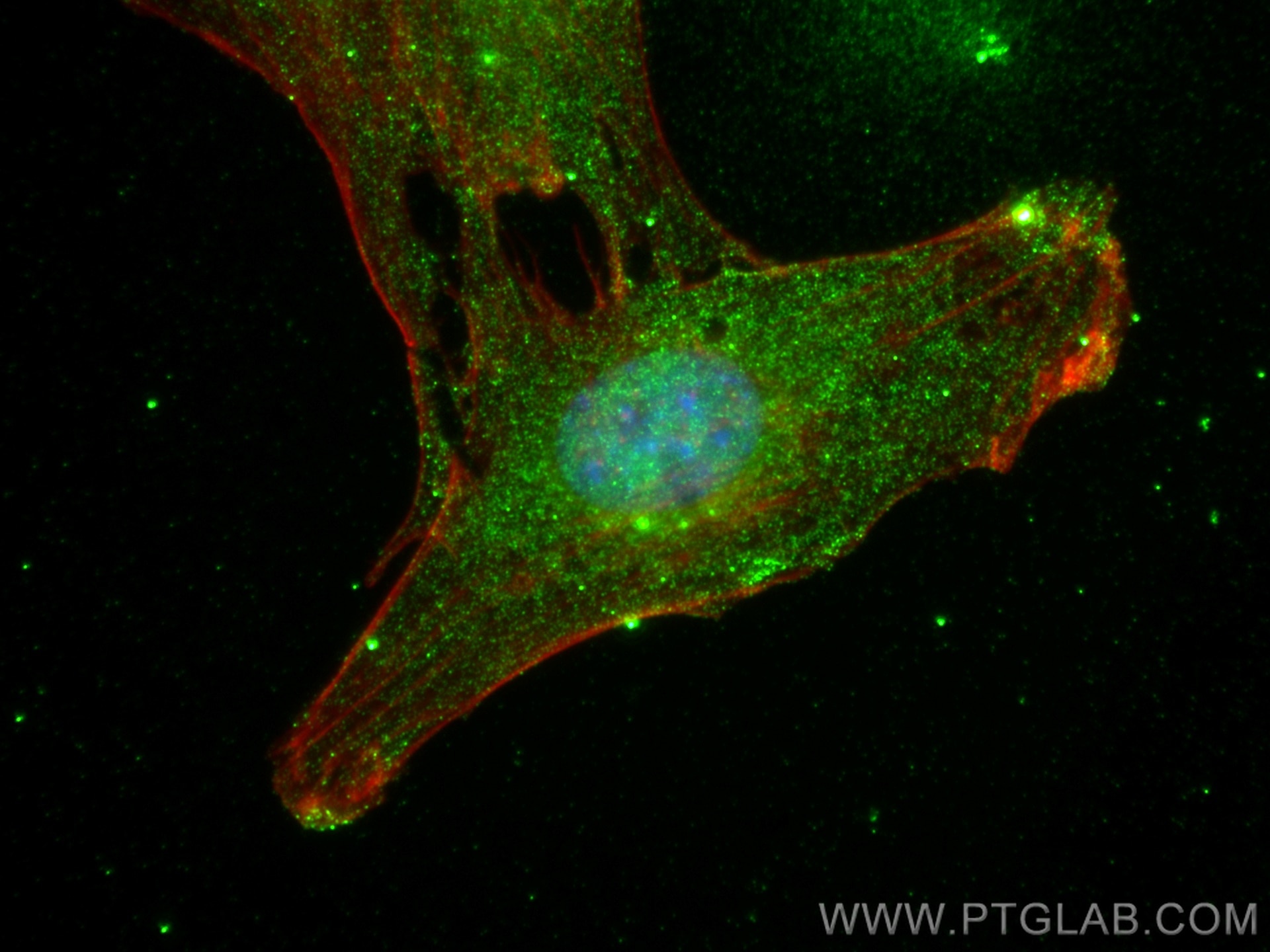 Immunofluorescence (IF) / fluorescent staining of C2C12 cells using CoraLite®594-conjugated PSMB8 Monoclonal antibody (CL594-66759)