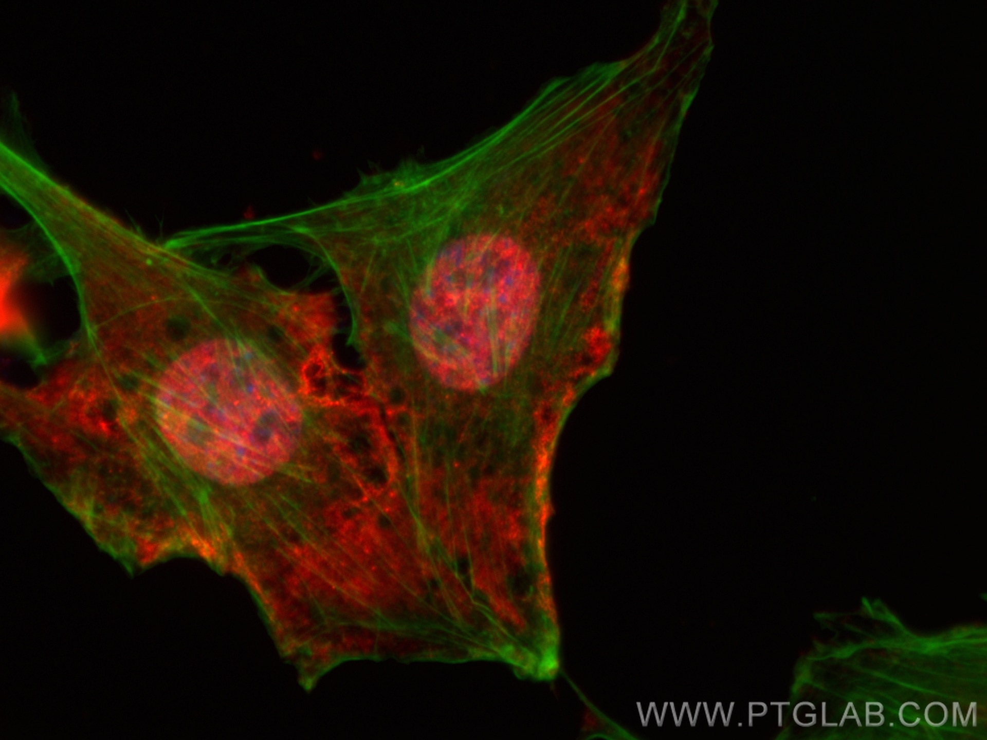 Immunofluorescence (IF) / fluorescent staining of C2C12 cells using CoraLite®594-conjugated PSMB8 Monoclonal antibody (CL594-66759)