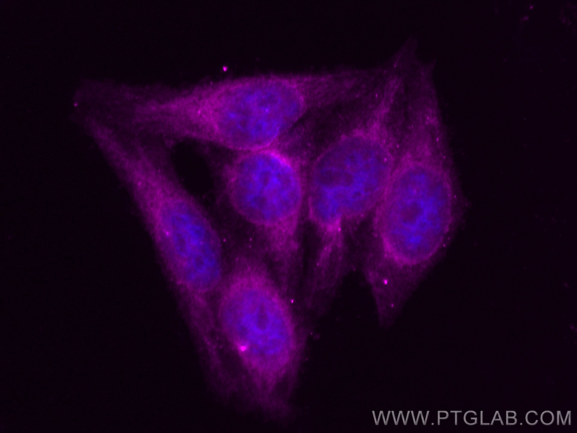 Immunofluorescence (IF) / fluorescent staining of HepG2 cells using CoraLite® Plus 647-conjugated PSMB8 Polyclonal ant (CL647-14859)