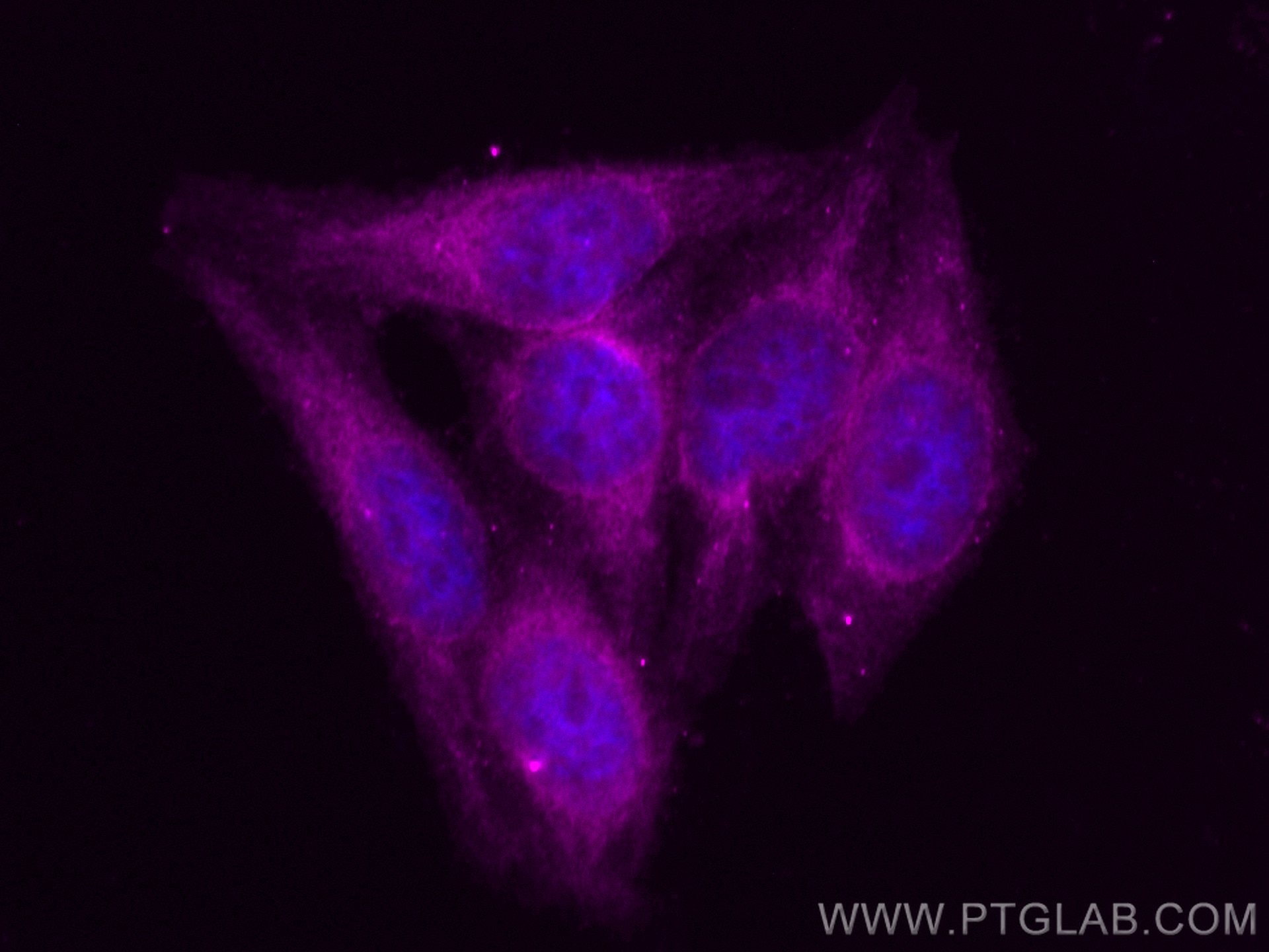 IF Staining of HepG2 using CL647-14859