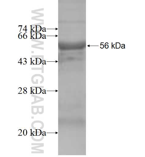 PSMB8 fusion protein Ag6660 SDS-PAGE