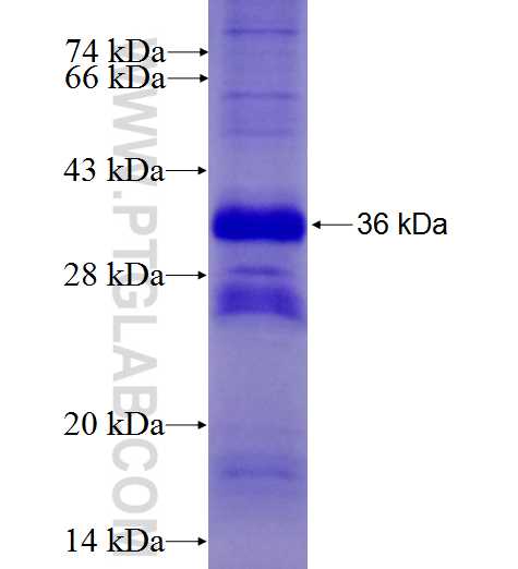 PSMB8 fusion protein Ag6780 SDS-PAGE