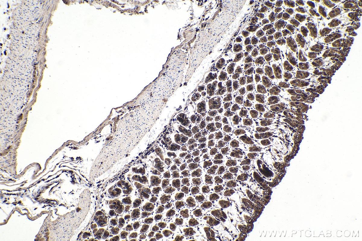 Immunohistochemistry (IHC) staining of mouse stomach tissue using PSMB9 Polyclonal antibody (14544-1-AP)