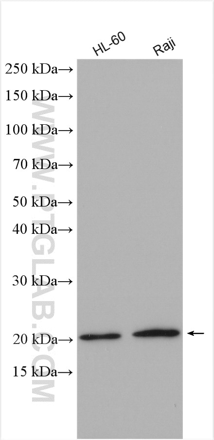 Western Blot (WB) analysis of various lysates using PSMB9 Polyclonal antibody (14544-1-AP)