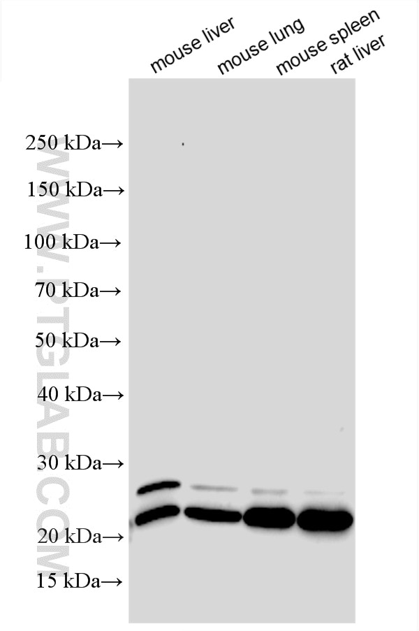 Western Blot (WB) analysis of various lysates using PSMB9 Polyclonal antibody (14544-1-AP)