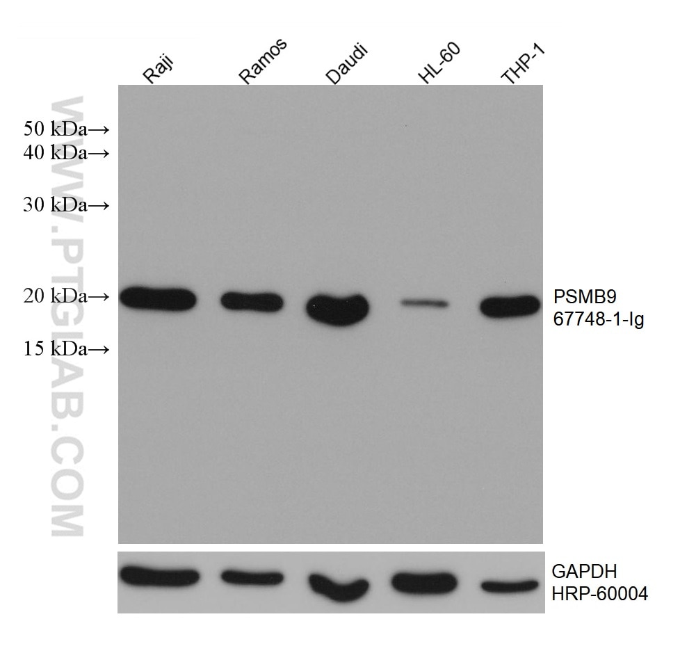 Western Blot (WB) analysis of various lysates using PSMB9 Monoclonal antibody (67748-1-Ig)