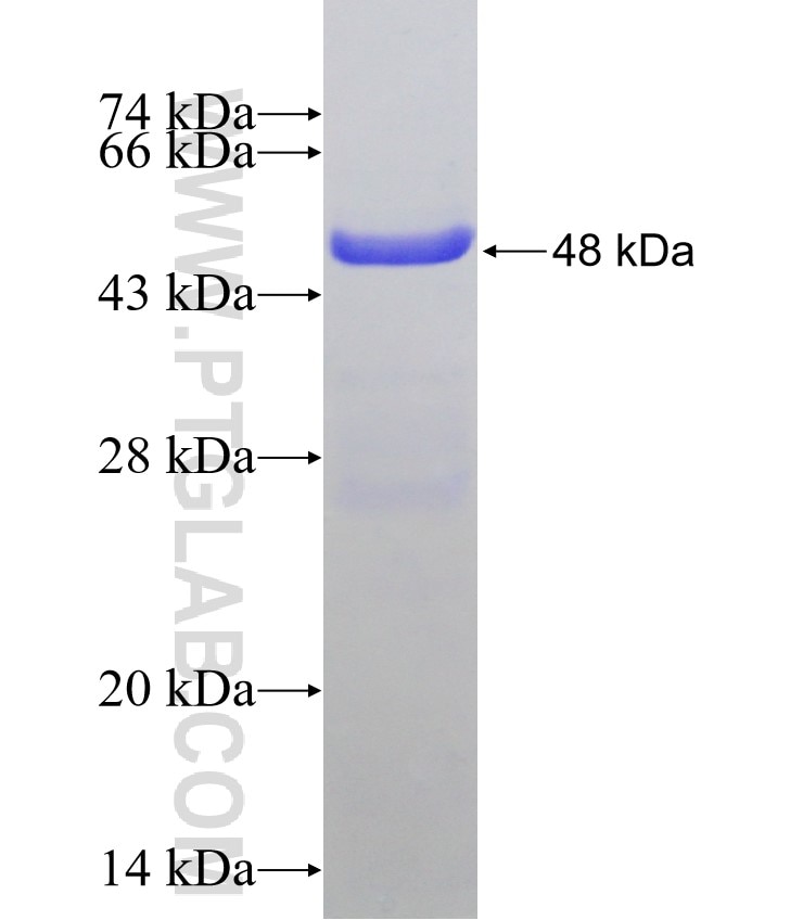 PSMB9 fusion protein Ag6048 SDS-PAGE