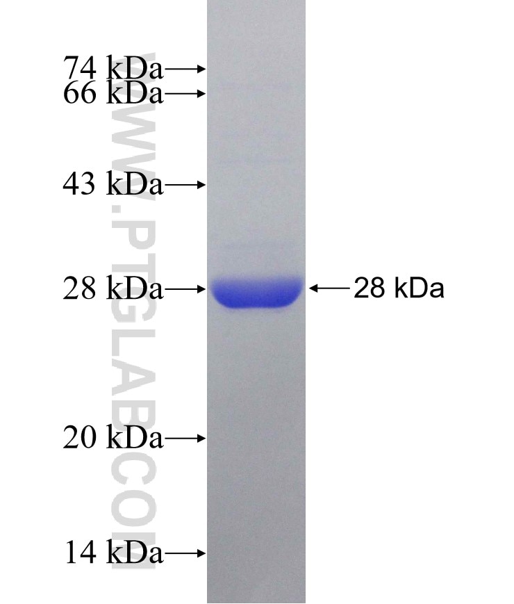PSMB9 fusion protein Ag6802 SDS-PAGE