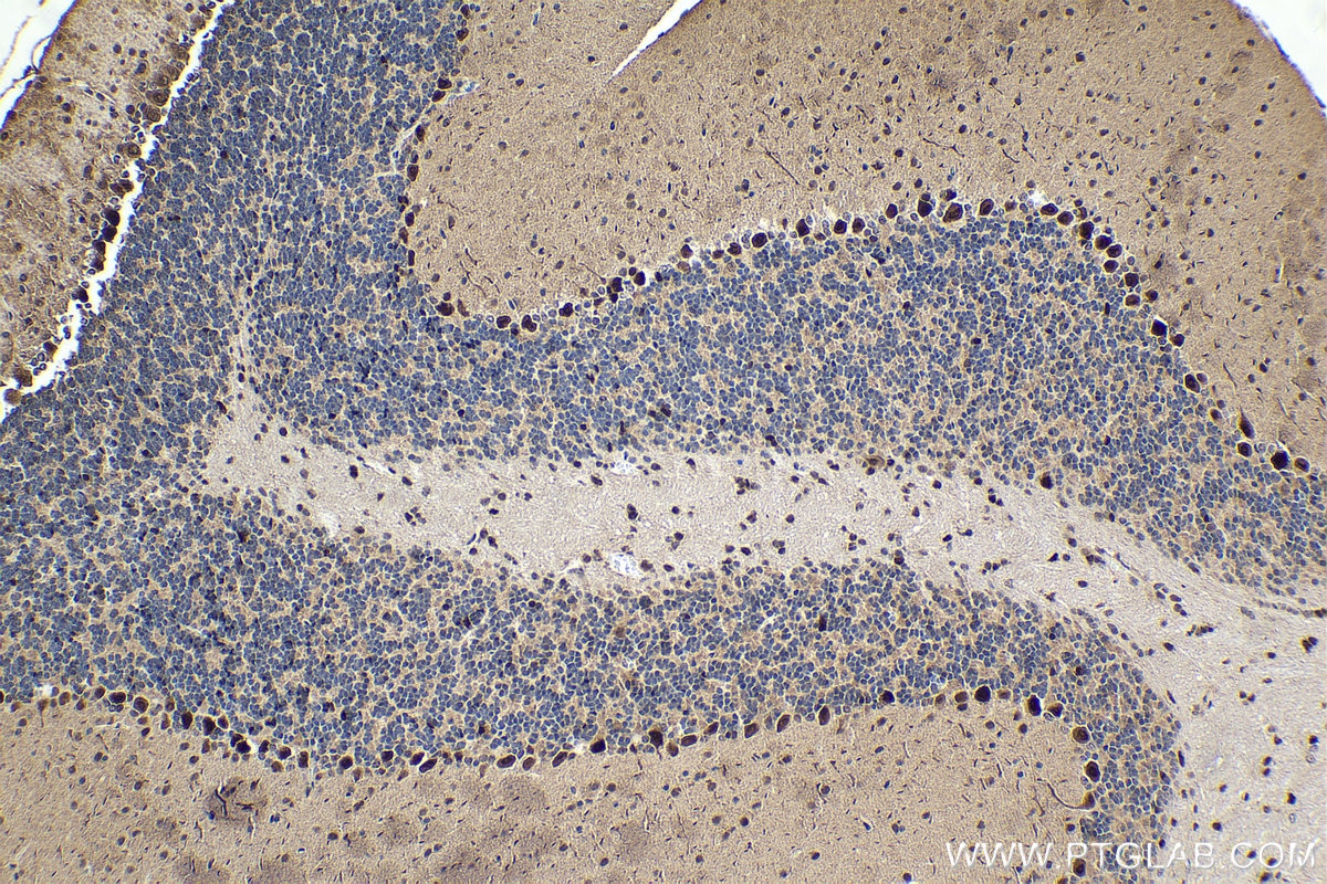 Immunohistochemistry (IHC) staining of mouse cerebellum tissue using PSMC1 Polyclonal antibody (11196-1-AP)