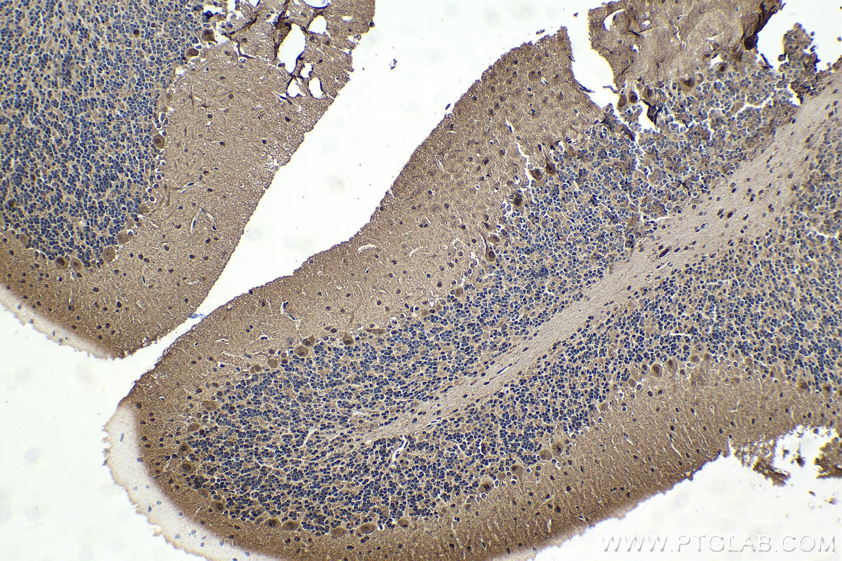 Immunohistochemistry (IHC) staining of rat cerebellum tissue using PSMC1 Polyclonal antibody (11196-1-AP)