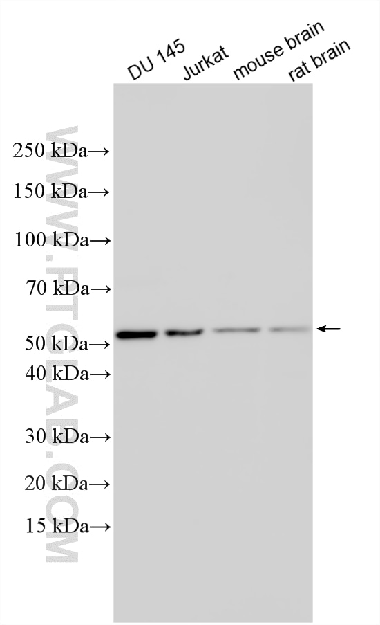 Western Blot (WB) analysis of various lysates using PSMC1 Polyclonal antibody (11196-1-AP)