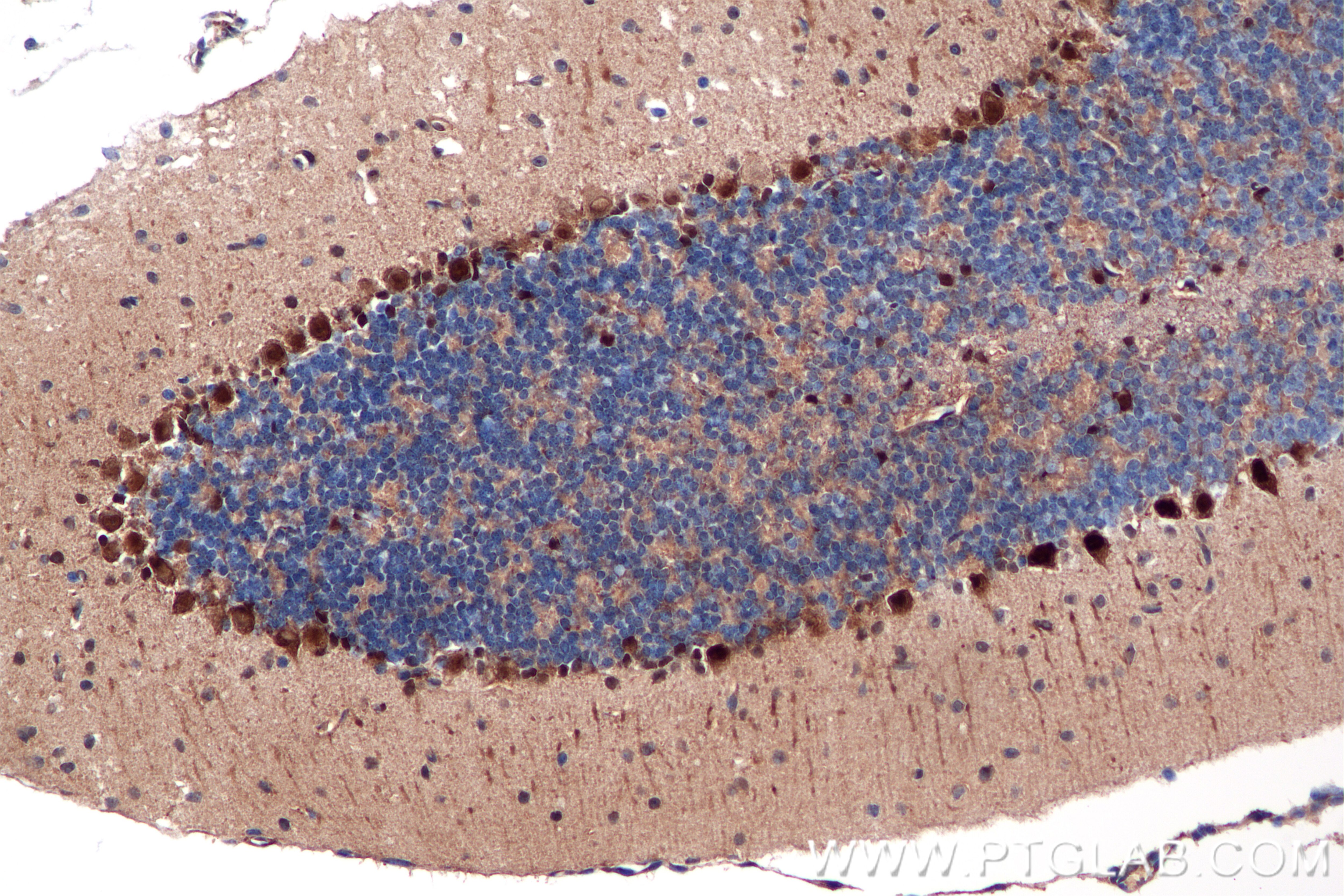 Immunohistochemistry (IHC) staining of mouse cerebellum tissue using PSMC1 Recombinant antibody (86237-1-RR)