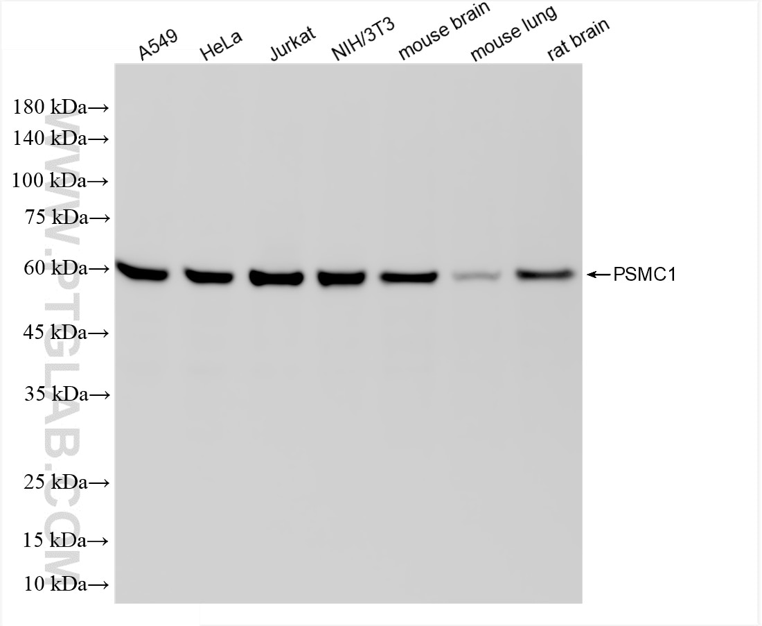 Western Blot (WB) analysis of various lysates using PSMC1 Recombinant antibody (86237-1-RR)