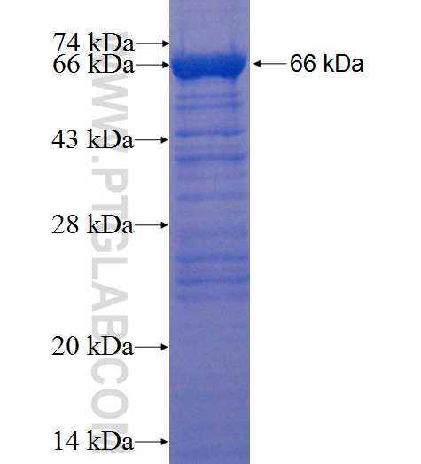 PSMC1 fusion protein Ag1677 SDS-PAGE