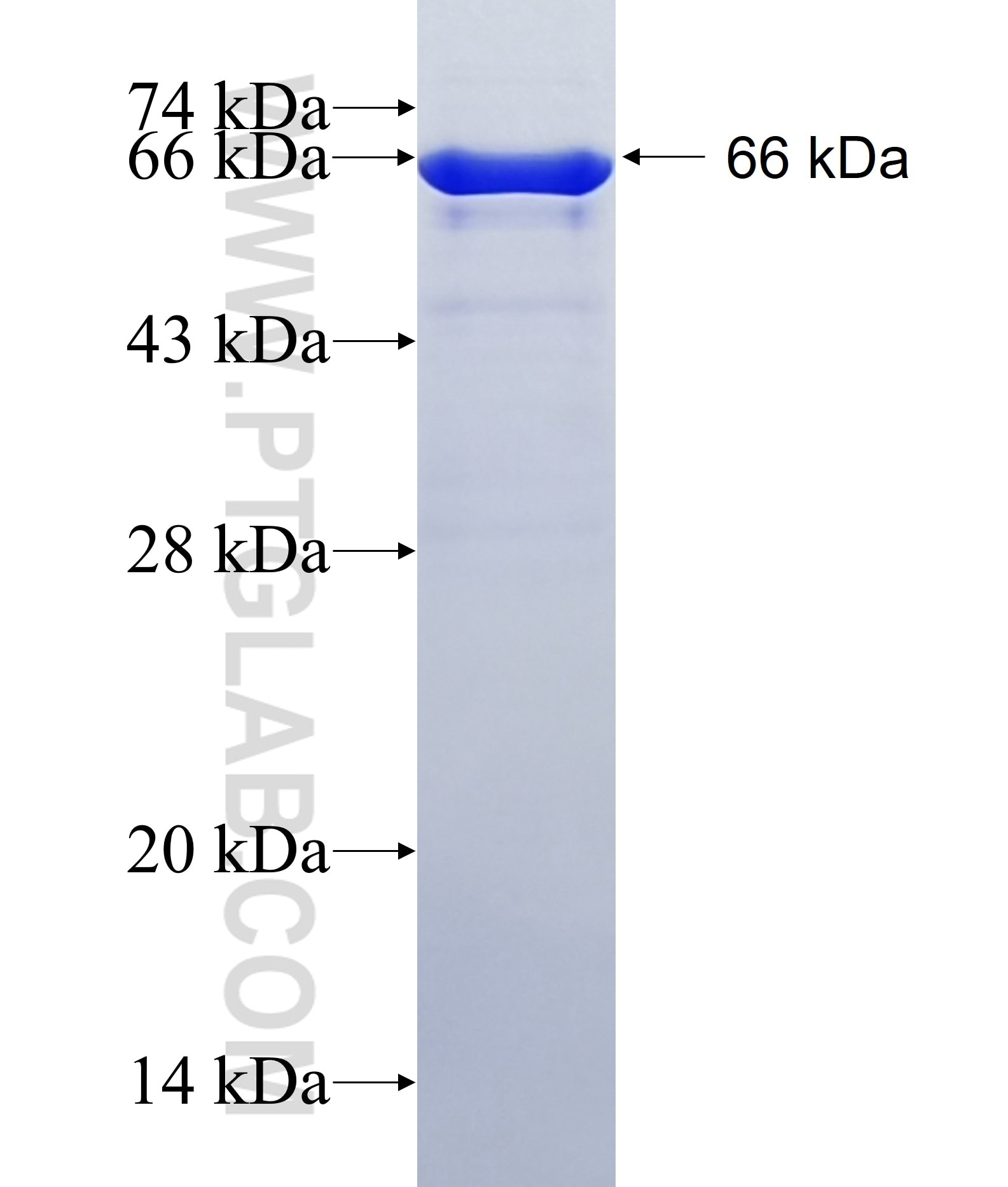 PSMC1 fusion protein Ag1677 SDS-PAGE