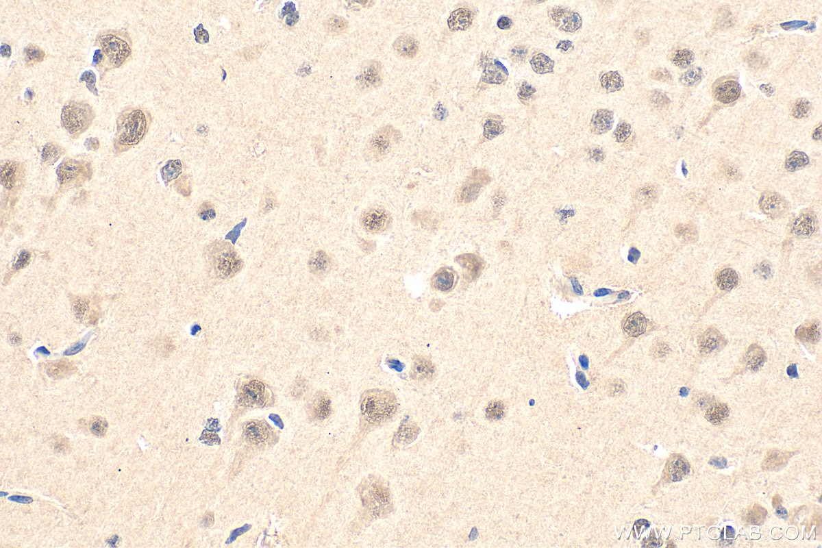 Immunohistochemistry (IHC) staining of mouse brain tissue using PSMC2 Polyclonal antibody (14905-1-AP)