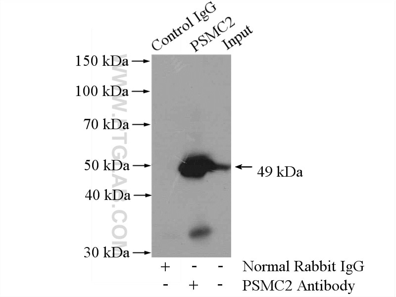 Immunoprecipitation (IP) experiment of mouse spleen tissue using PSMC2 Polyclonal antibody (14905-1-AP)