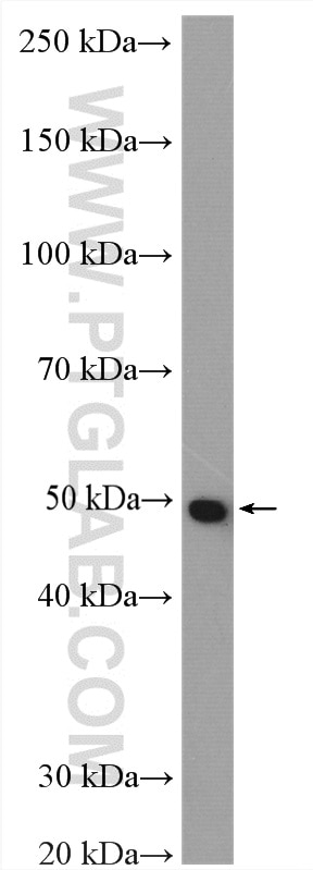Western Blot (WB) analysis of mouse spleen tissue using PSMC2 Polyclonal antibody (14905-1-AP)