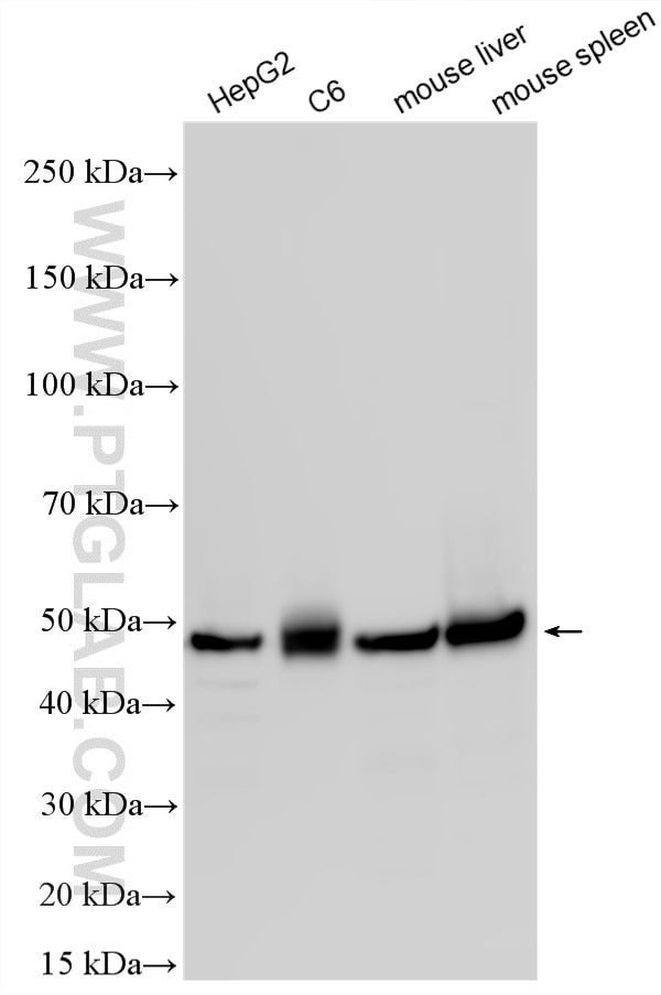 Western Blot (WB) analysis of various lysates using PSMC2 Polyclonal antibody (14905-1-AP)