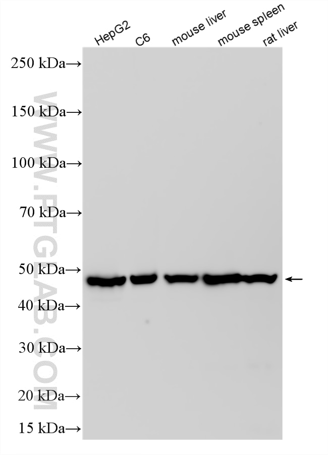 Western Blot (WB) analysis of various lysates using PSMC2 Polyclonal antibody (14905-1-AP)