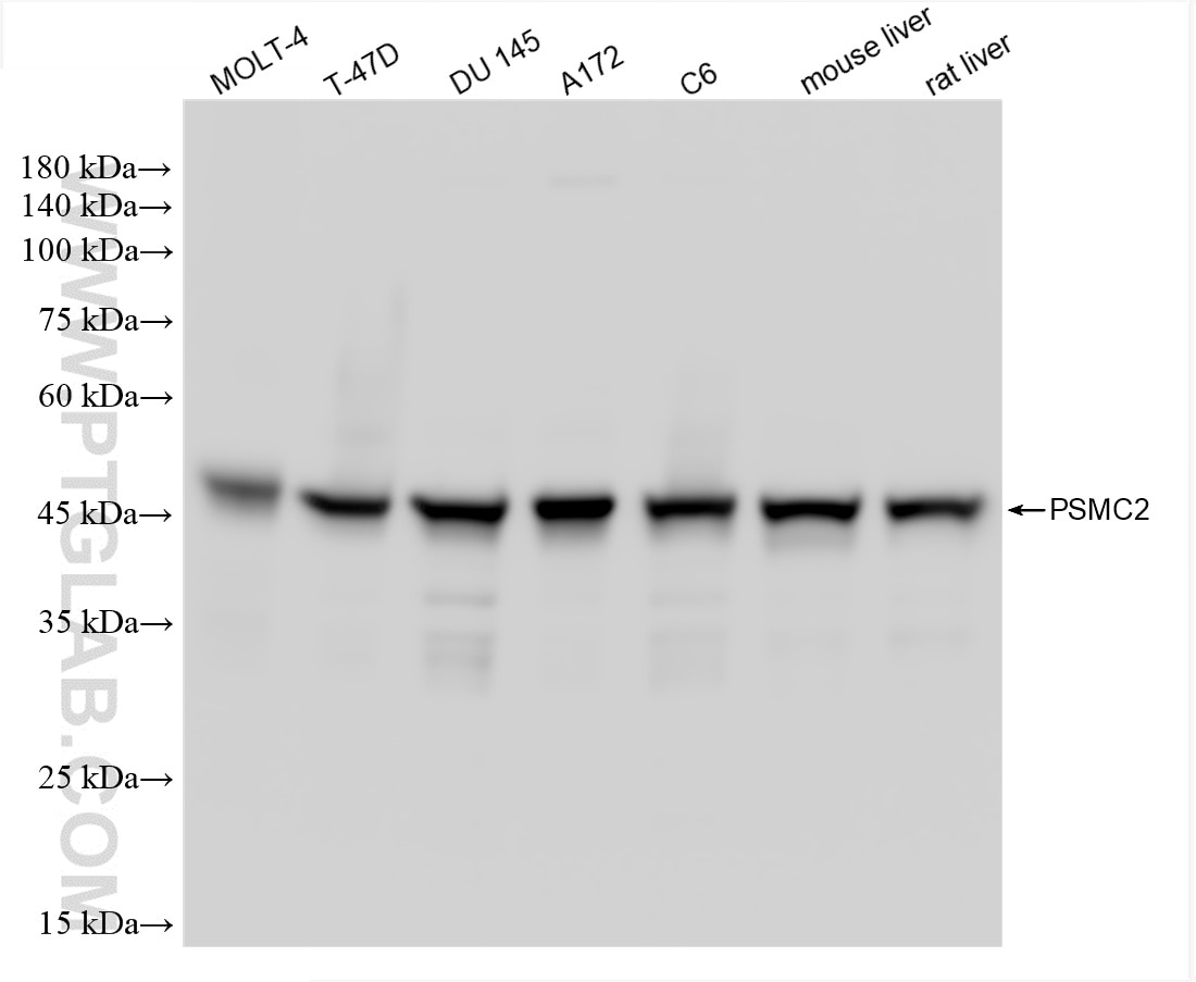 Western Blot (WB) analysis of various lysates using PSMC2 Recombinant antibody (86228-3-RR)