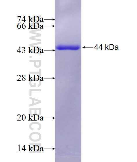 PSMC2 fusion protein Ag6700 SDS-PAGE