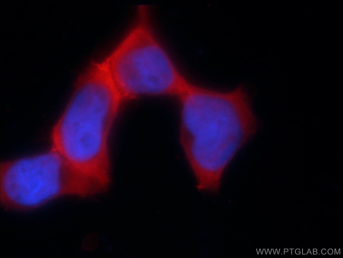 Immunofluorescence (IF) / fluorescent staining of HEK-293 cells using PSMC3 Polyclonal antibody (24142-1-AP)