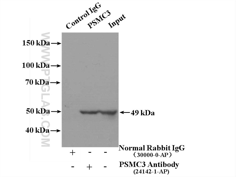 Immunoprecipitation (IP) experiment of HeLa cells using PSMC3 Polyclonal antibody (24142-1-AP)