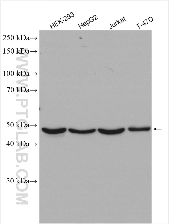 Western Blot (WB) analysis of various lysates using PSMC3 Polyclonal antibody (24142-1-AP)