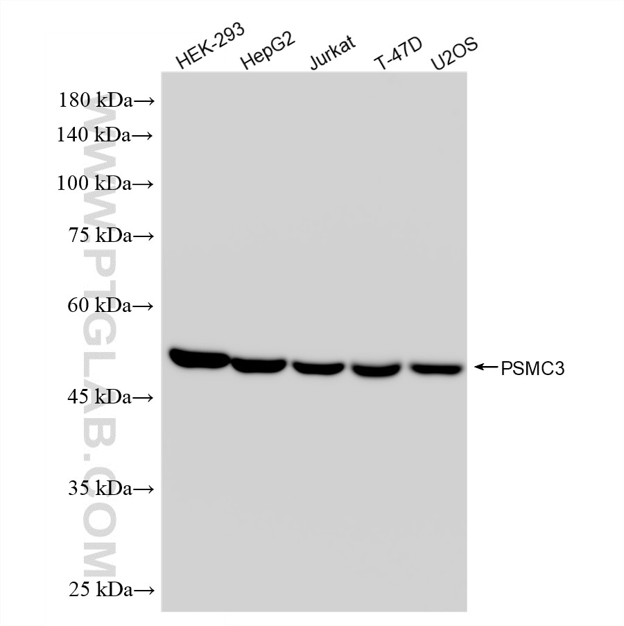 Various lysates were subjected to SDS PAGE followed by western blot with 87128-4-RR (PSMC3 antibody) at dilution of 1:5000 incubated at room temperature for 1.5 hours. This data was developed using the same antibody clone with 87128-4-PBS in a different storage buffer formulation. Western Blot (WB) analysis of various lysates using PSMC3 Recombinant monoclonal antibody (87128-4-RR)