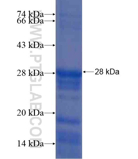 PSMC3 fusion protein Ag21408 SDS-PAGE