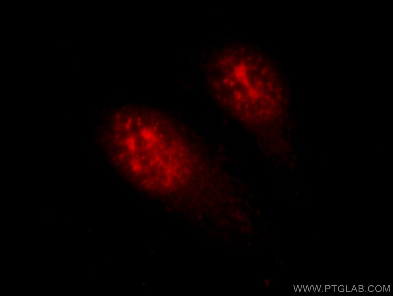Immunofluorescence (IF) / fluorescent staining of HepG2 cells using HOP2 Polyclonal antibody (11339-1-AP)