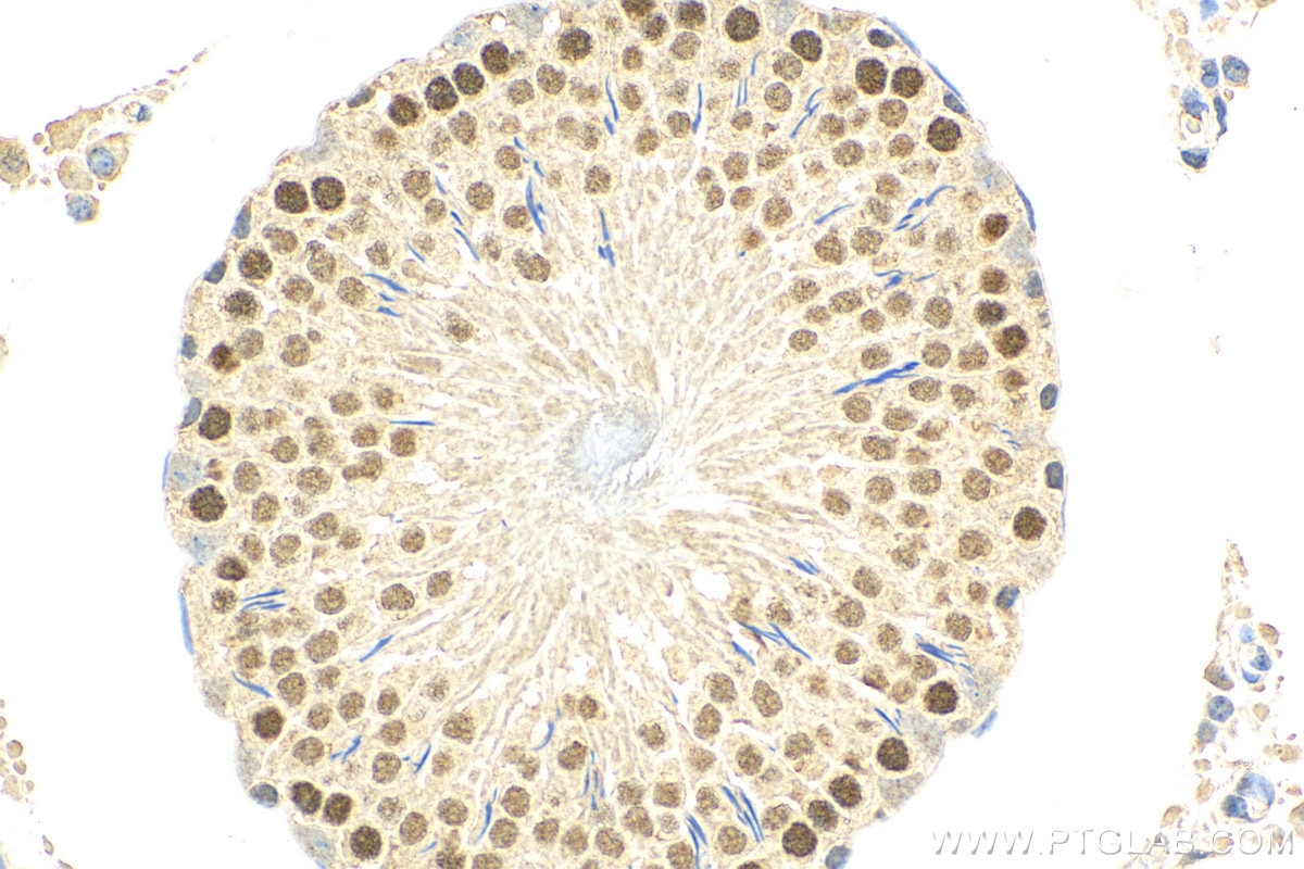 Immunohistochemistry (IHC) staining of rat testis tissue using HOP2 Polyclonal antibody (11339-1-AP)