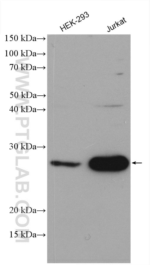 Western Blot (WB) analysis of various lysates using HOP2 Polyclonal antibody (11339-1-AP)