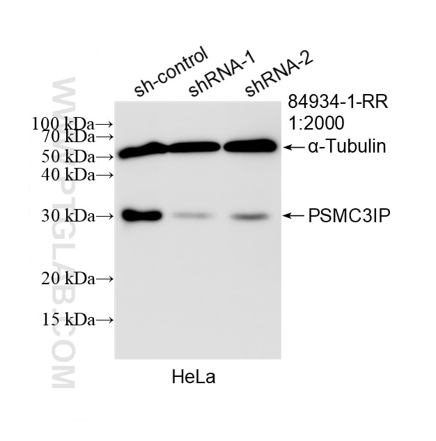 Western Blot (WB) analysis of HeLa cells using PSMC3IP Recombinant monoclonal antibody (84934-1-RR)