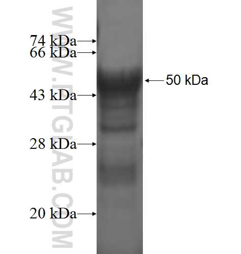 PSMC3IP fusion protein Ag1883 SDS-PAGE
