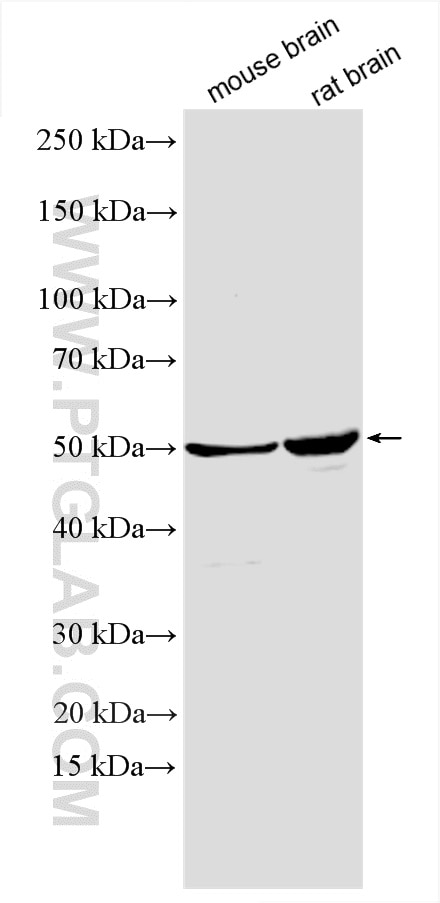 Western Blot (WB) analysis of various lysates using PSMC4 Polyclonal antibody (11389-1-AP)