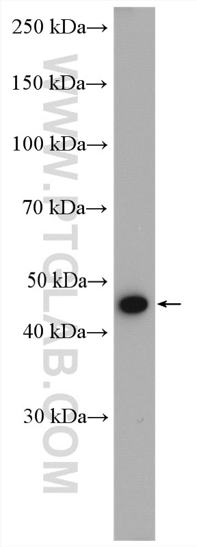 Western Blot (WB) analysis of NIH/3T3 cells using PSMC5 Polyclonal antibody (14752-1-AP)
