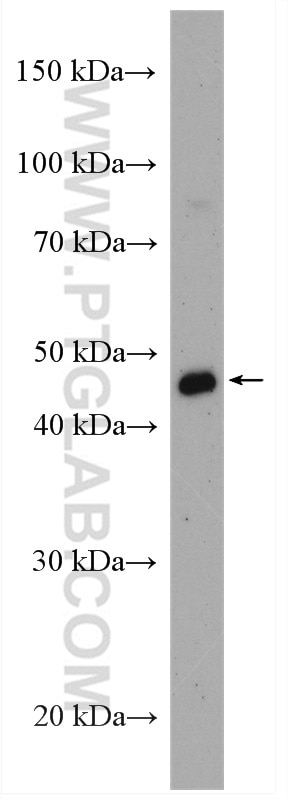 Western Blot (WB) analysis of HEK-293 cells using PSMC5 Polyclonal antibody (14752-1-AP)