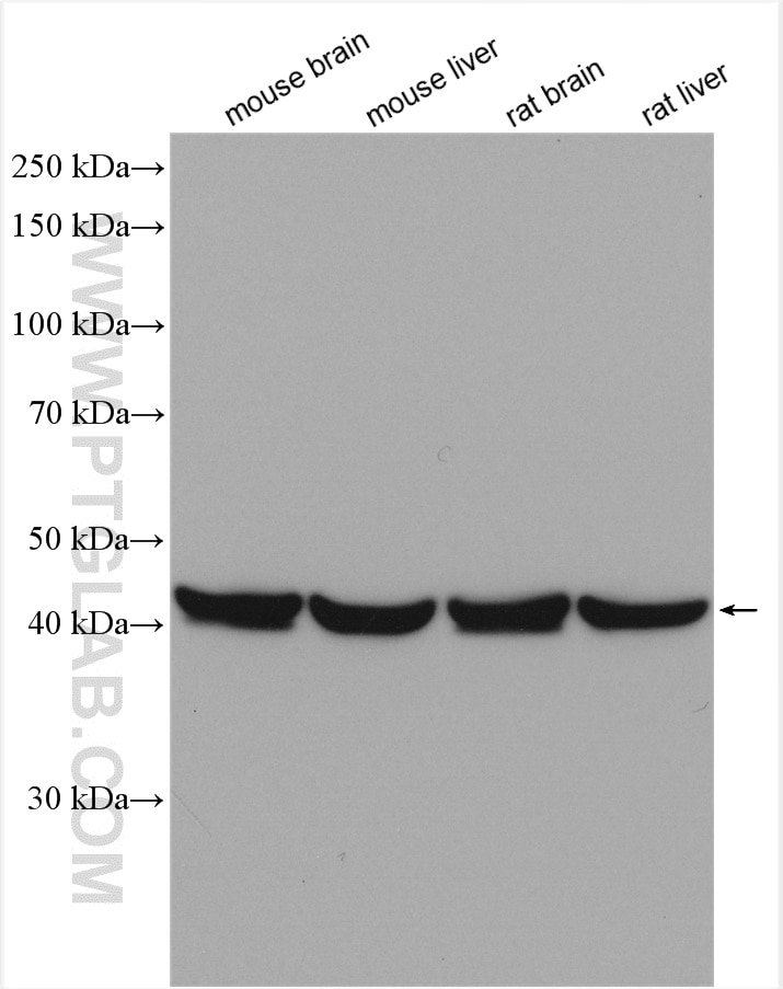 Western Blot (WB) analysis of various lysates using PSMC6 Polyclonal antibody (15839-1-AP)