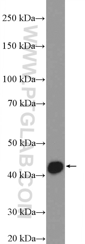 Western Blot (WB) analysis of rat liver tissue using PSMC6 Polyclonal antibody (15839-1-AP)