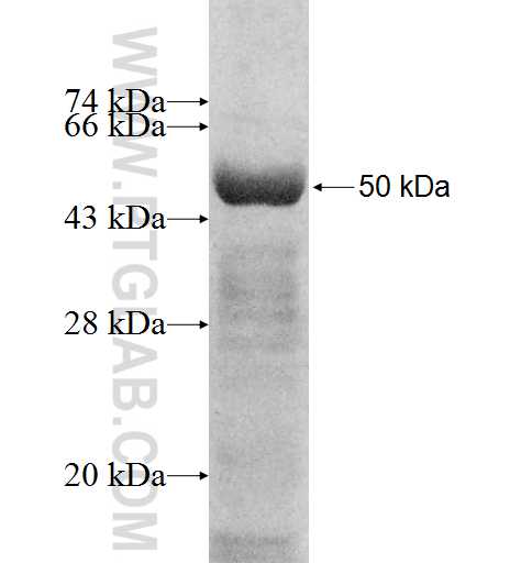 PSMC6 fusion protein Ag8574 SDS-PAGE