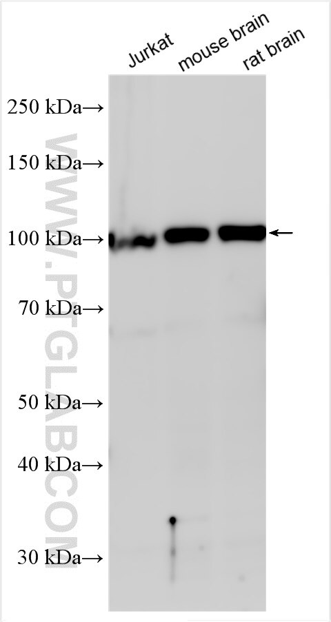 Western Blot (WB) analysis of various lysates using PSMD1 Polyclonal antibody (17709-1-AP)