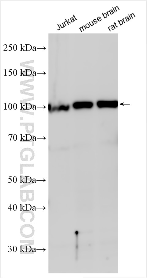 Western Blot (WB) analysis of various lysates using PSMD1 Polyclonal antibody (17709-1-AP)