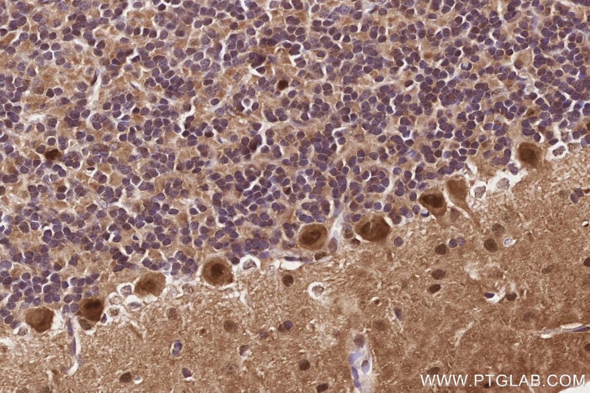 Immunohistochemistry (IHC) staining of rat cerebellum tissue using PSMD1 Recombinant monoclonal antibody (83521-2-RR)