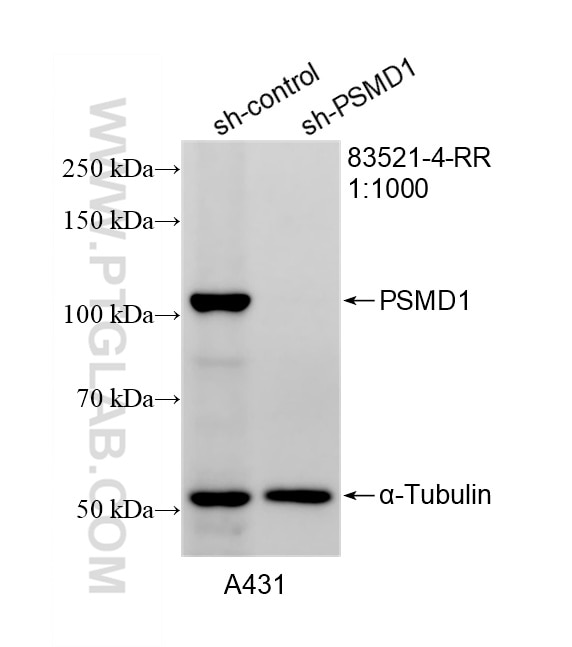 WB result of PSMD1 antibody (83521-4-RR; 1:1000; incubated at room temperature for 1.5 hours) with sh-Control and sh-PSMD1 transfected A431 cells. Western Blot (WB) analysis of A431 cells using PSMD1 Recombinant monoclonal antibody (83521-4-RR)